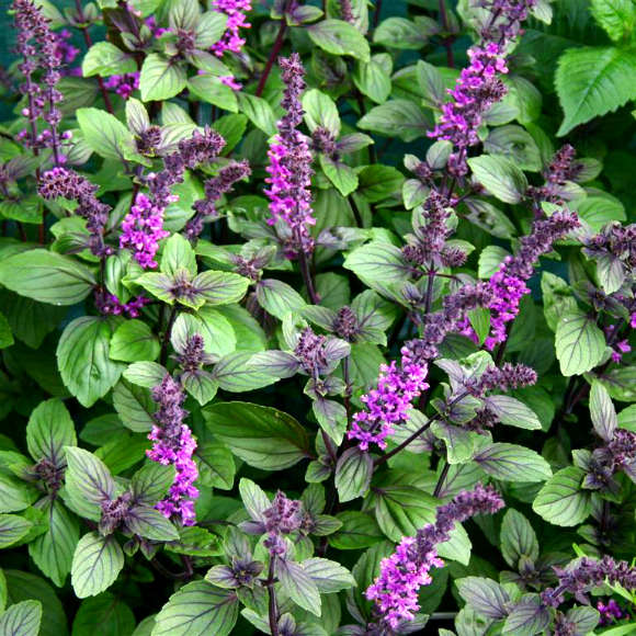 african-blue-basil