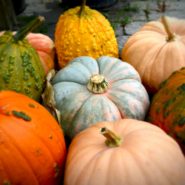 pumpkin