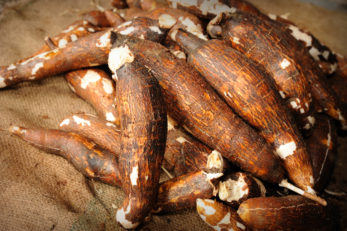 Fresh tapioca-yuca-cassava-manioc